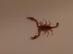 Euscorpius aquilejensis