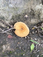 Pluteus chrysophlebius