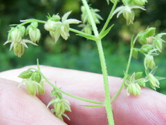 Humulus scandens