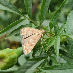 Loxostege sticticalis