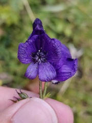 Aconitum tauricum