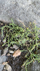 Suaeda maritima