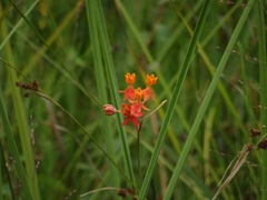 Asclepias lanceolata