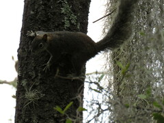Sciurus