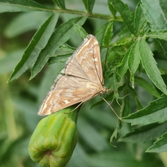 Loxostege sticticalis