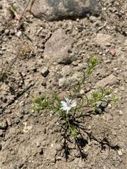 Blepharipappus scaber