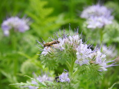 Halictus scabiosae