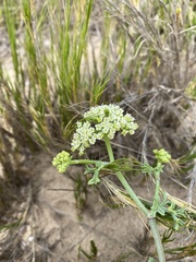 Dasispermum suffruticosum