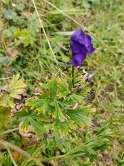 Aconitum tauricum