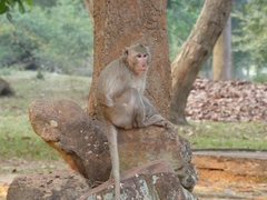 Macaca fascicularis