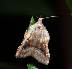 Clydonopteron sacculana