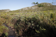 Osmitopsis asteriscoides