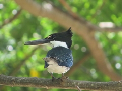 Chloroceryle americana