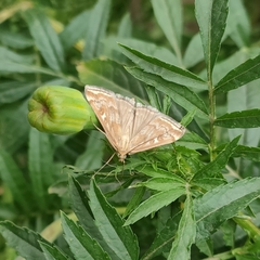 Loxostege sticticalis