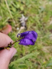 Aconitum tauricum