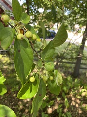 Malus baccata