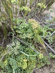 Dasispermum suffruticosum