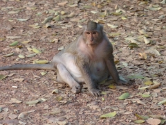 Macaca fascicularis