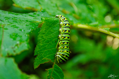 Papilio polyxenes asterius