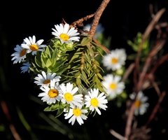 Osmitopsis asteriscoides
