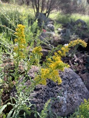 Solidago velutina sparsiflora