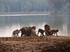 Macaca fascicularis
