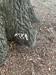 Pseudoinonotus dryadeus