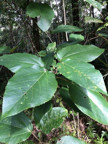 Ficus mauritiana image