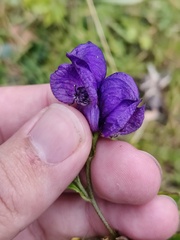 Aconitum tauricum