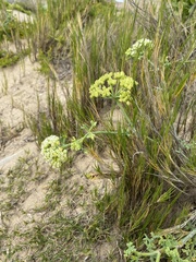 Dasispermum suffruticosum