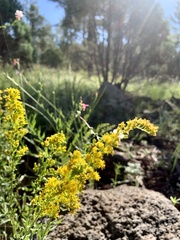 Solidago velutina sparsiflora