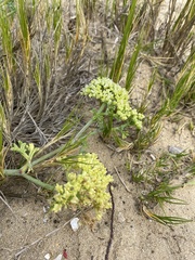 Dasispermum suffruticosum