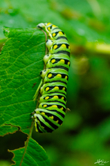 Papilio polyxenes asterius