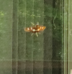 Desmia funeralis