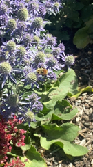 Bombus huntii