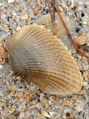 Arcoidea