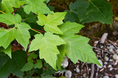 Acer ginnala