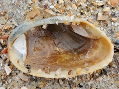 Arcoidea