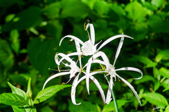 Hymenocallis littoralis