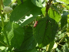 Tetraopes tetrophthalmus