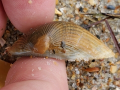 Arcoidea