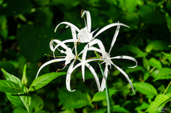 Hymenocallis littoralis