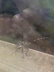 Anoplophora chinensis