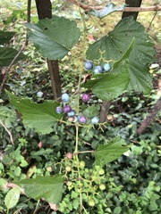 Ampelopsis cordata