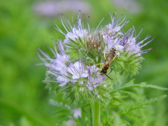 Halictus scabiosae