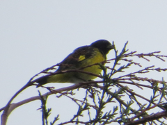 Spinus xanthogastrus