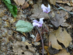 Cyclamen hederifolium