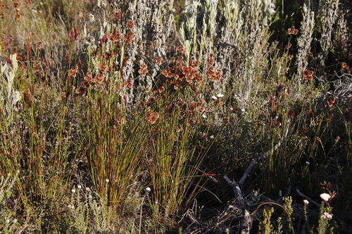 Image of Peninsula Tasslereed (Staberoha banksii) by (c) Tony Rebelo, some rights reserved (CC BY-SA)