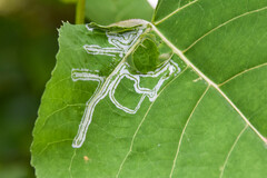 Phyllocnistis populiella