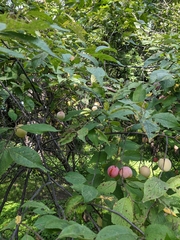 Prunus americana